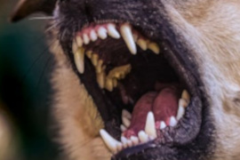 Ongeval door dieren